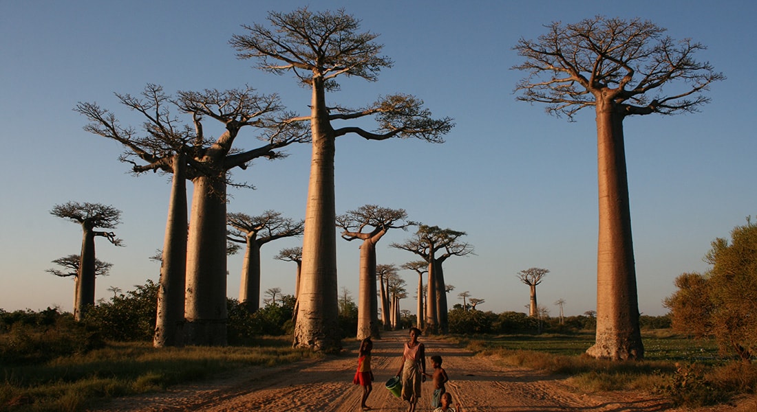 מדגסקר באובב
